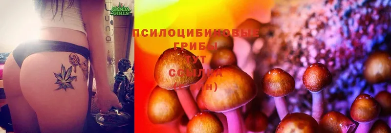 Псилоцибиновые грибы MAGIC MUSHROOMS  где купить наркоту  Нолинск 